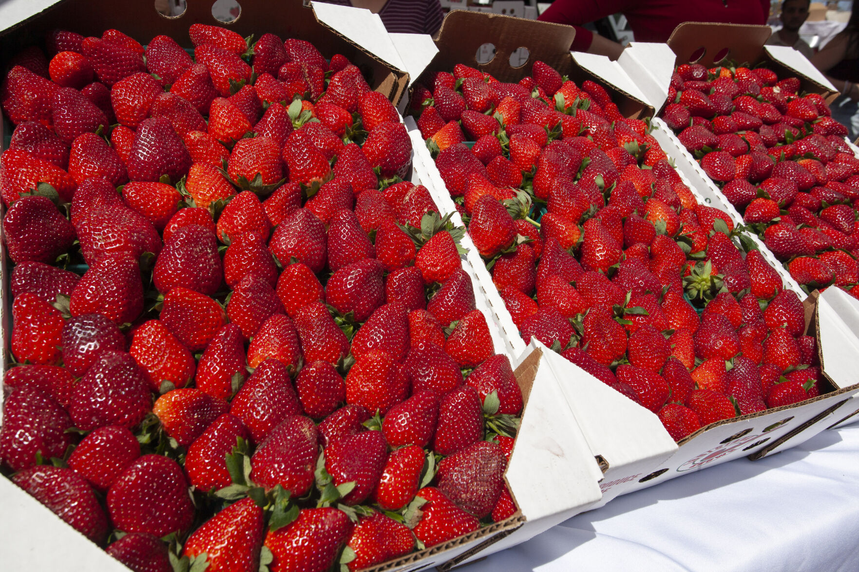 Strawberry_festival.002 (copy)